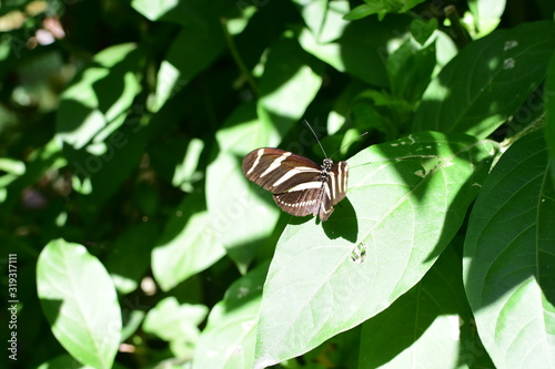  Heliconius charitonia butterfly (Linnaeus 1767) Medellin Colombia photo