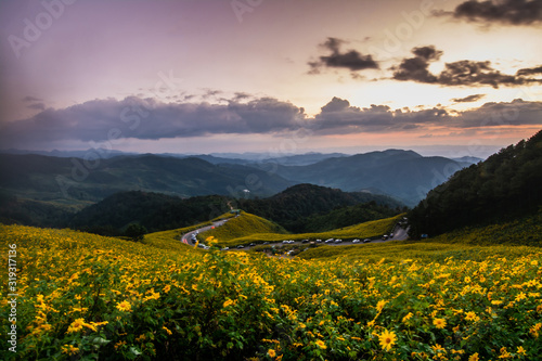 Landscape nature flower Tung Bua Tong Mexican sunflower field  Mae Hong Son Thailand