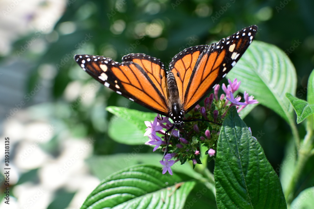 Monarch butterfly Danaus plexippus megalipe (Hübner 1826) Medellin Colombia Monarch butterfly Danaus plexippus megalipe (Hübner 1826) Medellin Colombia
