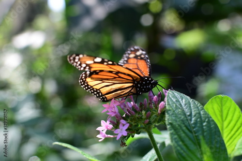  Monarch butterfly Danaus plexippus megalipe (Hübner 1826) Medellin Colombia © KreaFoto