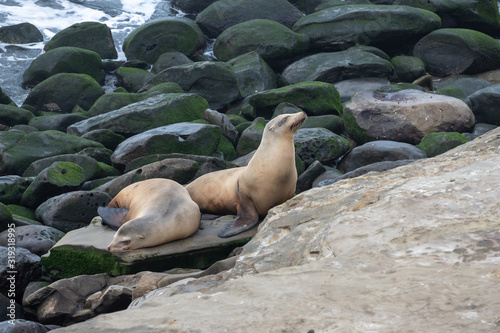 Two sea lions on the rocks in the pacific ocean.
