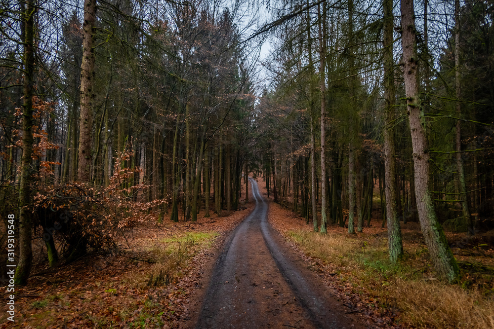 Obraz premium Sauerländer Wald