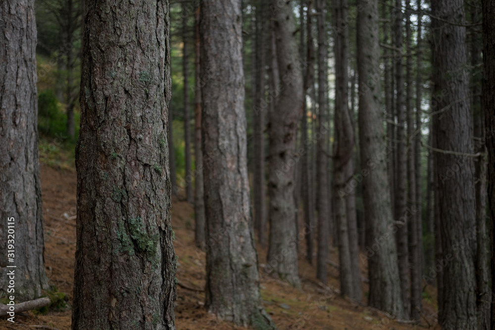 Forest Depth of field