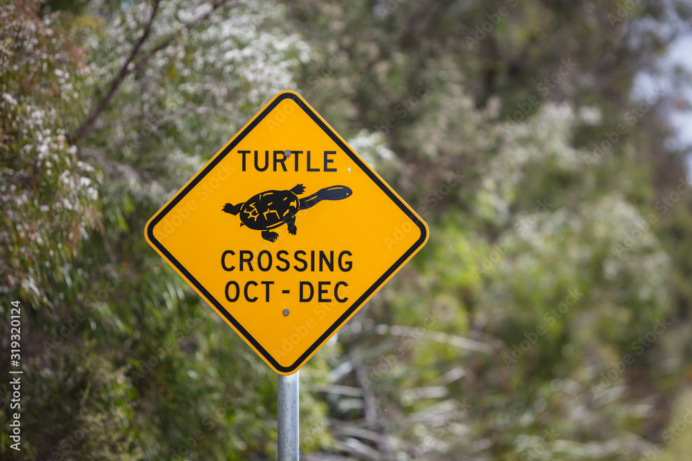 Close-up view of seasonal roadside yellow warning signs alerting motorists to the prescence of turtles in the area between October to December