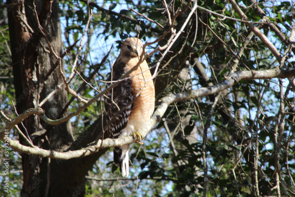 Fototapeta premium Hawk