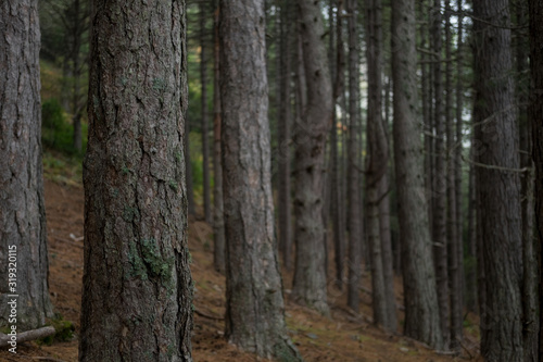 Forest Depth of field