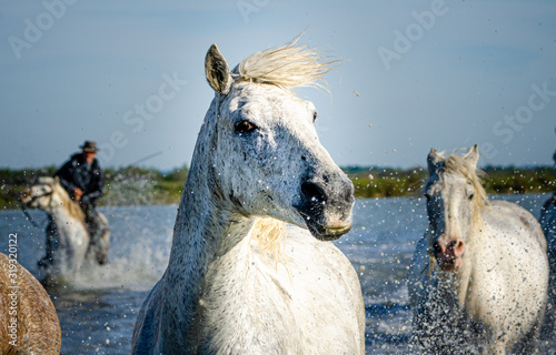 Fototapeta Naklejka Na Ścianę i Meble -  galoping small white camargue horses in water