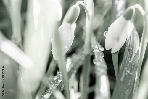 Spring snowdrops flower. Early spring close-up .(Galanthus nivalis) flowers photo