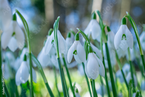 Spring snowdrops flower. Early spring close-up .(Galanthus nivalis) flowers photo