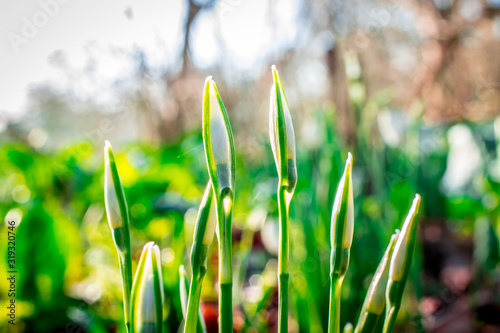 Spring snowdrops flower. Early spring close-up .(Galanthus nivalis) flowers photo