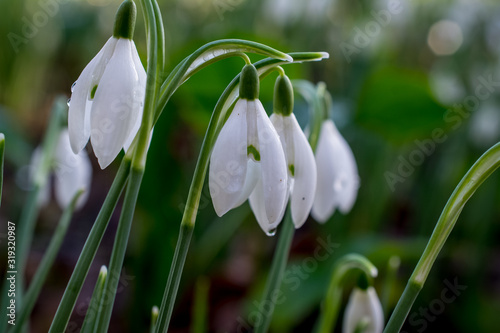 Spring snowdrops flower. Early spring close-up .(Galanthus nivalis) flowers photo