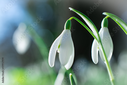 Spring snowdrops flower. Early spring close-up .(Galanthus nivalis) flowers photo