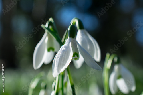 Spring snowdrops flower. Early spring close-up .(Galanthus nivalis) flowers photo