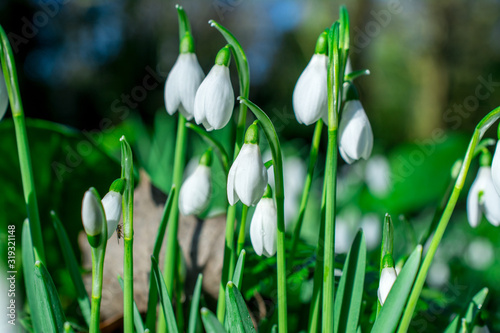 Spring snowdrops flower. Early spring close-up .(Galanthus nivalis) flowers photo