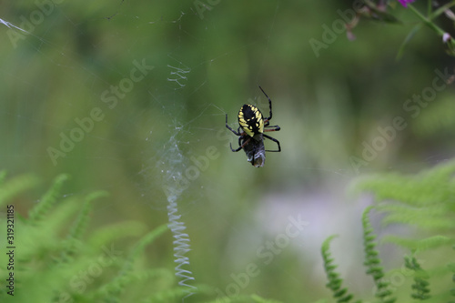 Garden spider with prey © Melissa Hutchinson