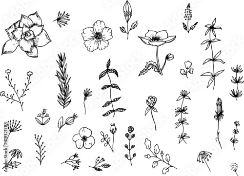 Set of decorative botanical hand drawn elements of different flowers  herbs  berries  foliage. Graphic collection with fantasy wild plants.