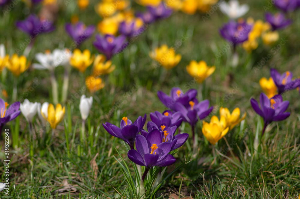 Field of flowering crocus vernus plants, group of bright colorful early spring flowers in bloom Field of flowering crocus vernus plants, group of bright colorful early spring flowers in bloom