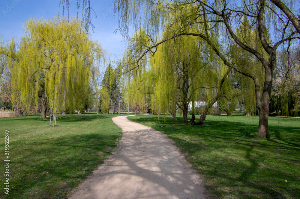Public park in early spring, nature beginning turn to green, romantic pathway scene with branches, willow alley Public park in early spring, nature beginning turn to green, romantic pathway scene with branches, willow alley