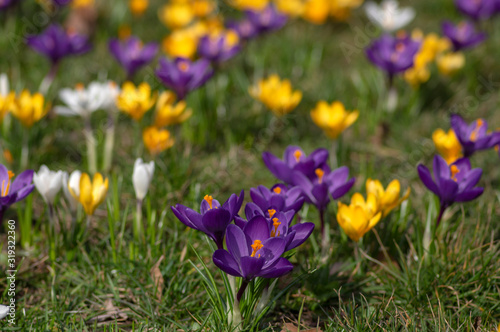 Field of flowering crocus vernus plants, group of bright colorful early spring flowers in bloom