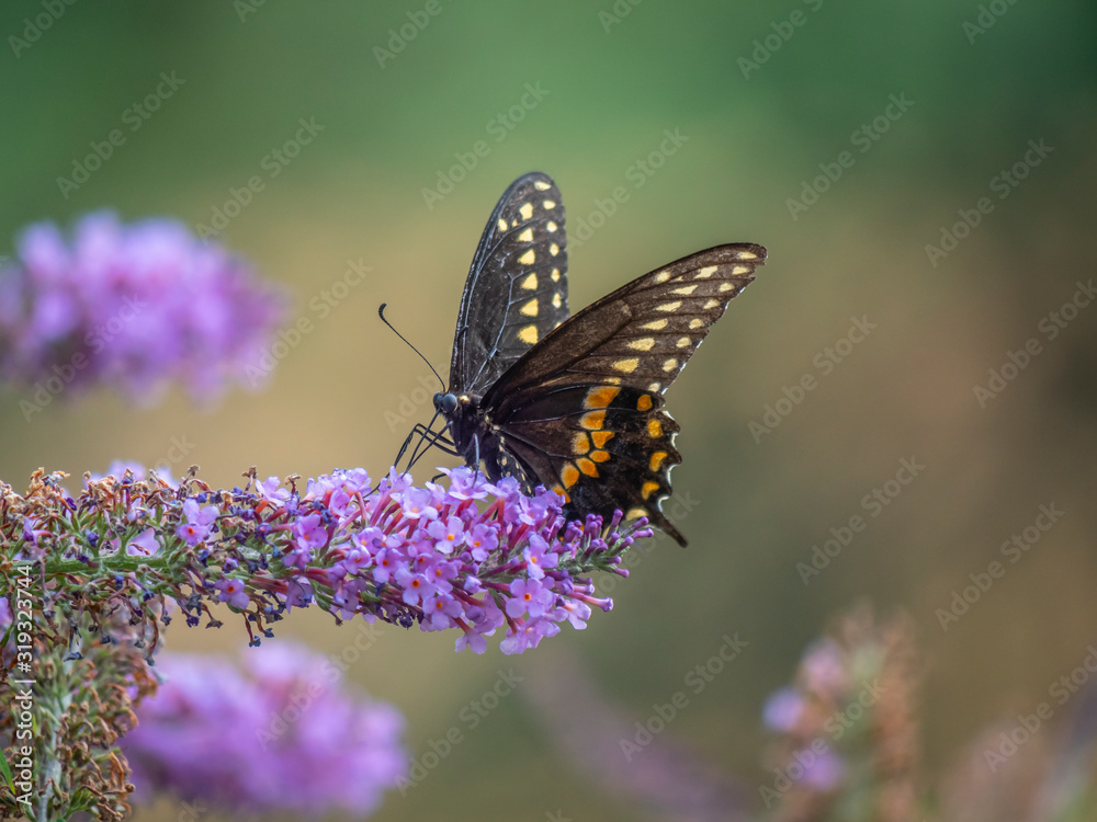 Black swallowtail butterfly in summer Black swallowtail butterfly in summer