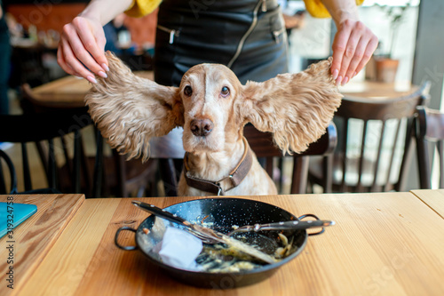 Funny portrait of happy cocker spaniel puppy sitting on chair in caffe with ears stretched wide and empty plate on a table. photo