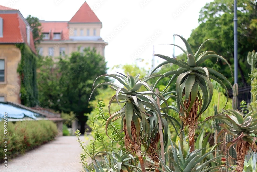 Big succulents in the botanical garden in Zagreb, Croatia. Selective focus.
