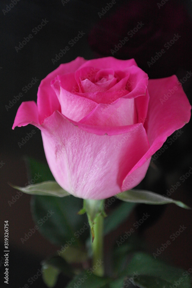 Rose, pink, bud, one rose against a dark background