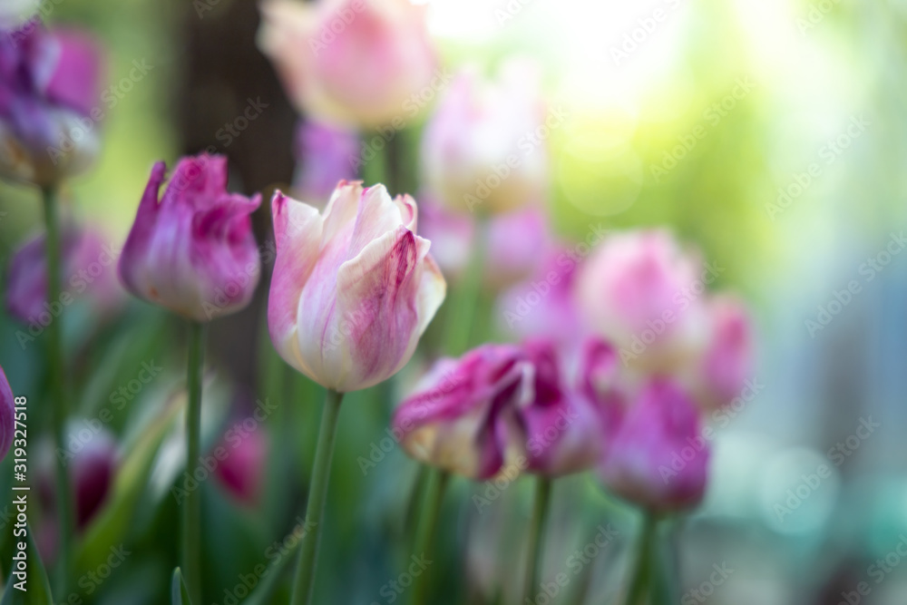 Beautiful bouquet of tulips. colorful tulips. nature background Beautiful bouquet of tulips. colorful tulips. nature background