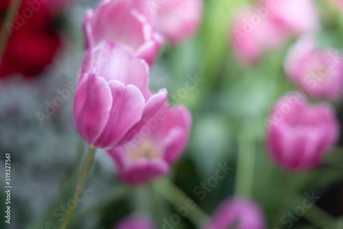Fototapeta Naklejka Na Ścianę i Meble -  Beautiful bouquet of tulips. colorful tulips. nature background