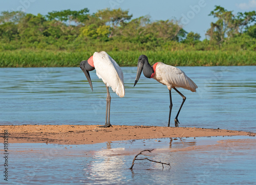 A Pair of Jabiru Wandering on a River Sandbar