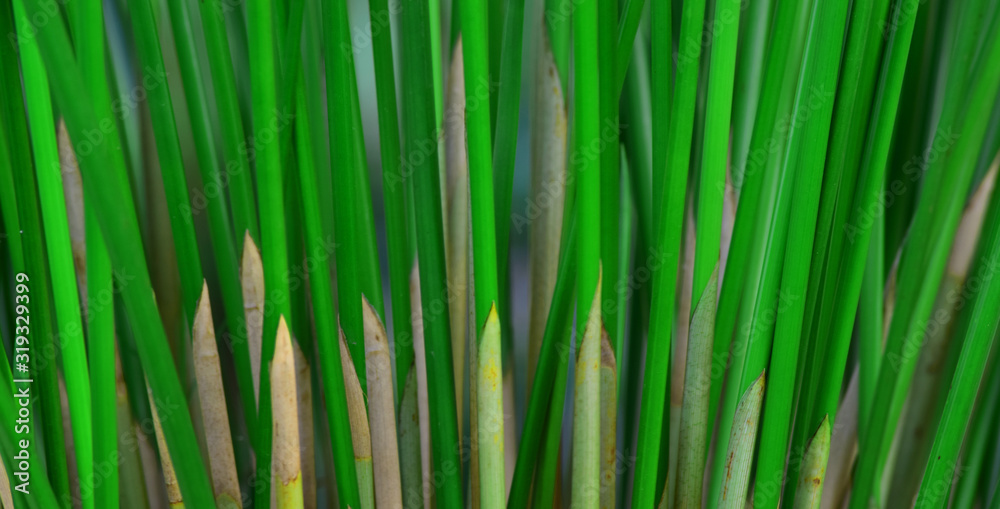 Cyperus involucratus Is a green plant With beautiful stems Cyperus involucratus Is a green plant With beautiful stems