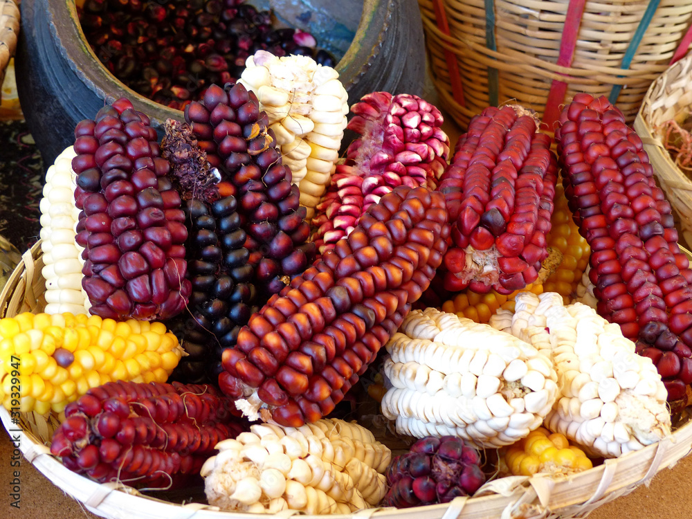 Top view of variety of colorful cubs of corn: Indian corn, purple and yellow corn, sweet corn in basket on display at indigenous seed festival in Cuenca, Ecuador