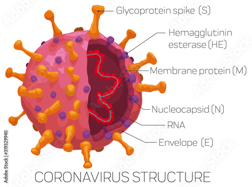 Infographic Depicting the External and Internal Coronavirus Structure, Vector Illustration photo