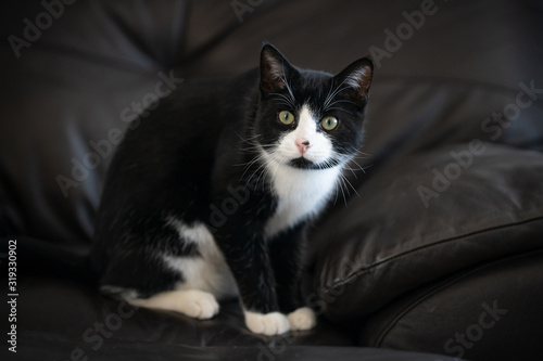 Black and white cat sitting on a dark chair