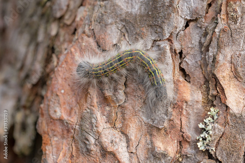 caterpillar in forest