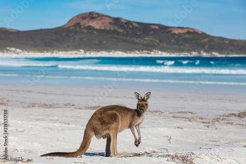 A kangaroo feeding on the beach at Lucky Bay in the Cape Le Grand National Park, near Esperance, Western Australia