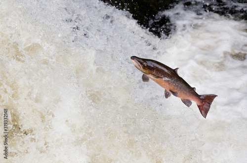 large male Atlantic salmon leaping on water fall