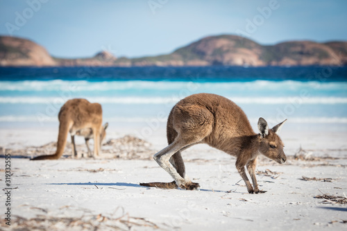 Two kangaroos feeding on the beach at Lucky Bay in the Cape Le Grand National Park, near Esperance, Western Australia