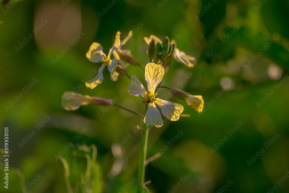 white mustard flower sinapis alba white mustard flower sinapis alba