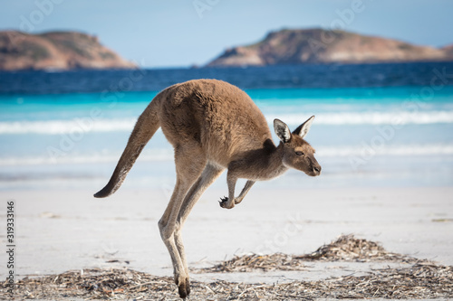 A kangaroo hopping along on the beach at Lucky Bay in the Cape Le Grand National Park, near Esperance, Western Australia photo
