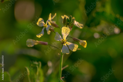 white mustard flower sinapis alba