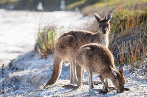 A portrait of two kangaroos on the beach at Lucky Bay in the Cape Le Grand National Park, near Esperance, Western Australia. Shallow depth of fileld, wwith the front kangaroo is in focus only