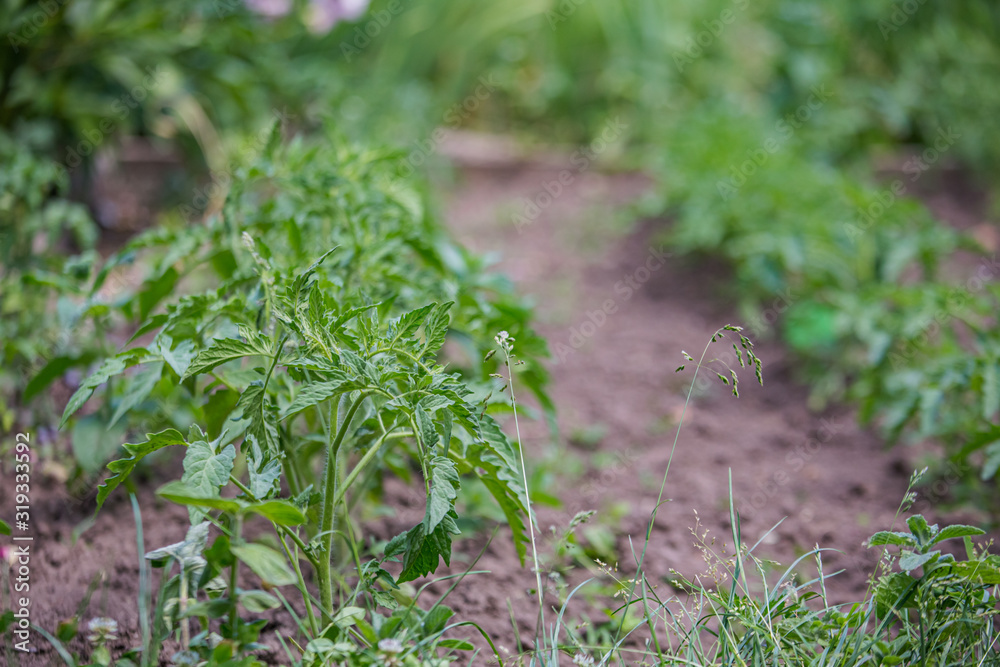 Growing tomatoes on bed in a raw in the field in the spring. green seedling of tomatoes growing out of soil. Densely planted young tomato plants ready for planting. Growing tomatoes on bed in a raw in the field in the spring. green seedling of tomatoes growing out of soil. Densely planted young tomato plants ready for planting.