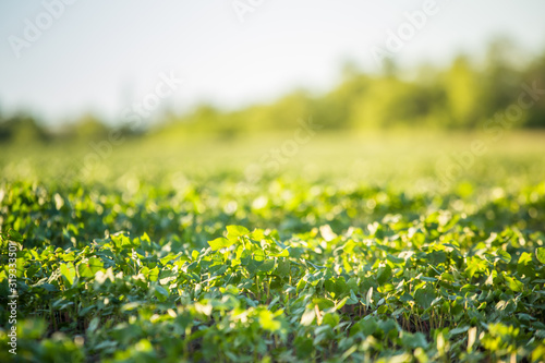 Young buckwheat plants lit up sun on field. Growing buckwheat for beekeeping and porridge production.