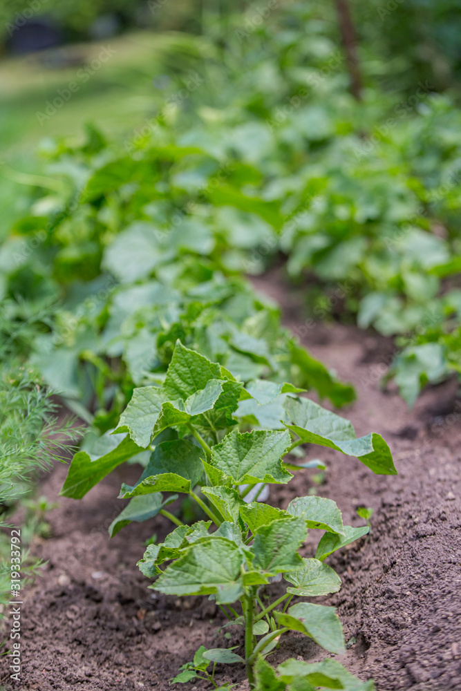 Green cucumber seedling grows from soil in garden in spring. Densely planted young cucumber plants are ready for planting and thinning. Green cucumber seedling grows from soil in garden in spring. Densely planted young cucumber plants are ready for planting and thinning.