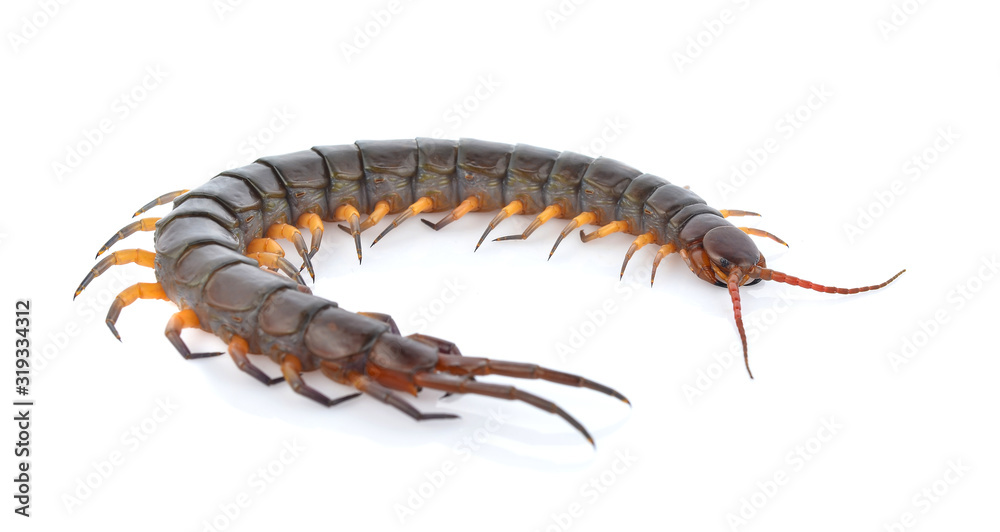Obraz premium Centipede on white background