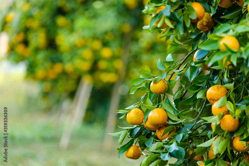Orange tree in the garden.Farm of fruit Orange tree in the garden.Farm of fruit