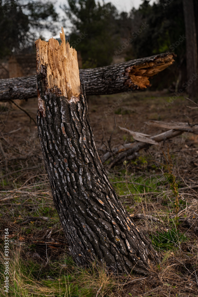 tree trunk broken in half with splinters