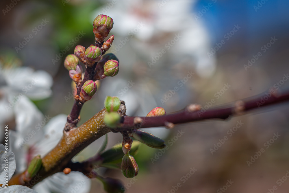 branch of a tree branch of a tree