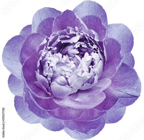 Fototapeta Naklejka Na Ścianę i Meble -  violet peony flower isolated on a white  background with clipping path  no shadows. Closeup.  Nature.